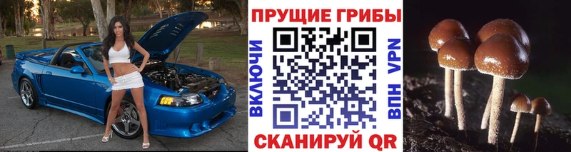 Купить Грязовец Галлюциногенные грибы ЛСД