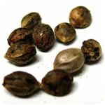 Семена марихуаны АК-47  (Seeds AK-47) в Грязовце